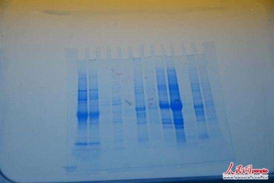 公司的科研人员正在检验各种植物的dna，以寻求能更完美替代鸡蛋的方案。